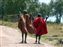 Maasai Elders Walking on the Road