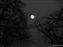 Tarangire Moonrise